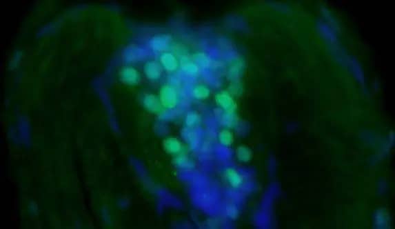 Immunohistochemistry: CSNK1A1L Antibody [NBP2-16020] - Immunofluorescent image of a cross-section of a zebrafish embryo using CSNK1A1L antibody (NBP2-16020) at a 1:200 dilution. CSNK1A1L is localized in neurons in the spinal cord. CSNK1A1L (Green)(This image was provided courtesy of the Schilling Lab at UC, Irvine.)