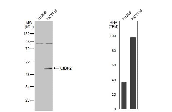 Various whole cell extracts (30 ug) were separated by 10% SDS-PAGE, and the membrane was blotted with CtBP2 antibody [N1N3] (NBP2-16024) diluted at 1:1000. The HRP-conjugated anti-rabbit IgG antibody  was used to detect the primary antibody. Corresponding RNA expression data for the same cell lines are based on Human Protein Atlas program. 