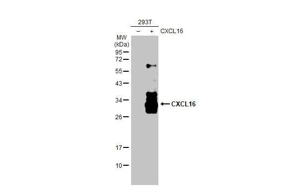 Non-transfected (-) and transfected (+) 293T whole cell extracts (30 ug) were separated by 12% SDS-PAGE, and the membrane was blotted with CXCL16 antibody (NBP2-16042) diluted at 1:20000. The HRP-conjugated anti-rabbit IgG antibody  was used to detect the primary antibody. 