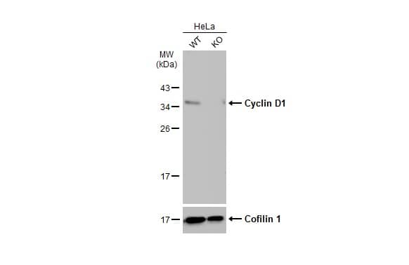 <b>Genetic Strategies Validation. </b>Western Blot: Cyclin D1 Antibody [NBP2-16054] - Wild-type (WT) and Cyclin D1 knockout (KO) HeLa cell extracts (30 ug) were separated by 12% SDS-PAGE, and the membrane was blotted with Cyclin D1 antibody [N1C3]  diluted at 1:1000. The HRP-conjugated anti-rabbit IgG antibody  was used to detect the primary antibody.