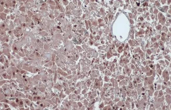 Immunohistochemistry-Paraffin: Cyclin D1 Antibody [NBP2-16054] - Cyclin D1 antibody detects Cyclin D1 protein at cytoplasm and nucleus by immunohistochemical analysis.Sample: Paraffin-embedded cat liver.Cyclin D1 stained by Cyclin D1 antibody (NBP2-16054) diluted at 1:500.Antigen Retrieval: Citrate buffer, pH 6.0, 15 min