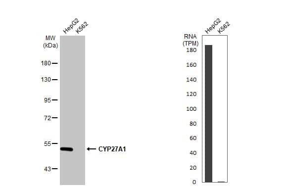 <b>Orthogonal Strategies Validation. </b>Western Blot: CYP27A1 Antibody [NBP2-16062] - Various whole cell extracts (30 ug) were separated by 7.5% SDS-PAGE, and the membrane was blotted with CYP27A1 antibody  diluted at 1:1000. The HRP-conjugated anti-rabbit IgG antibody  was used to detect the primary antibody. Corresponding RNA expression data for the same cell lines are based on Human Protein Atlas program.