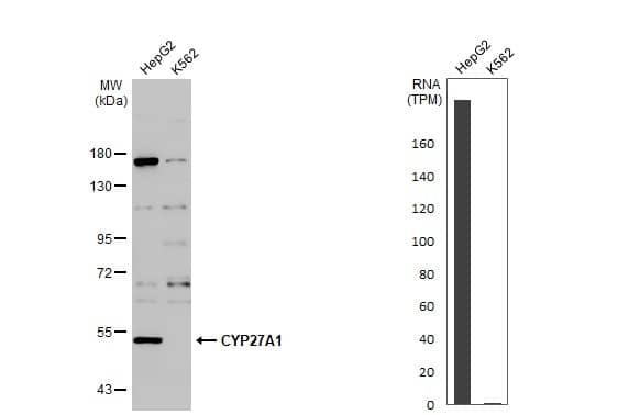 <b>Orthogonal Strategies Validation. </b>Western Blot: CYP27A1 Antibody [NBP2-16063] - Various whole cell extracts (30 ug) were separated by 7.5% SDS-PAGE, and the membrane was blotted with CYP27A1 antibody  diluted at 1:1000. The HRP-conjugated anti-rabbit IgG antibody  was used to detect the primary antibody. Corresponding RNA expression data for the same cell lines are based on Human Protein Atlas program.