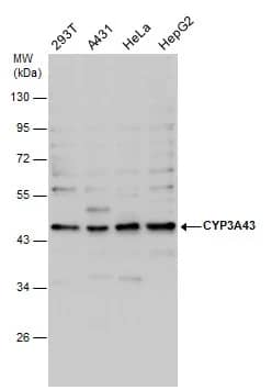 Western Blot CYP3A43 Antibody