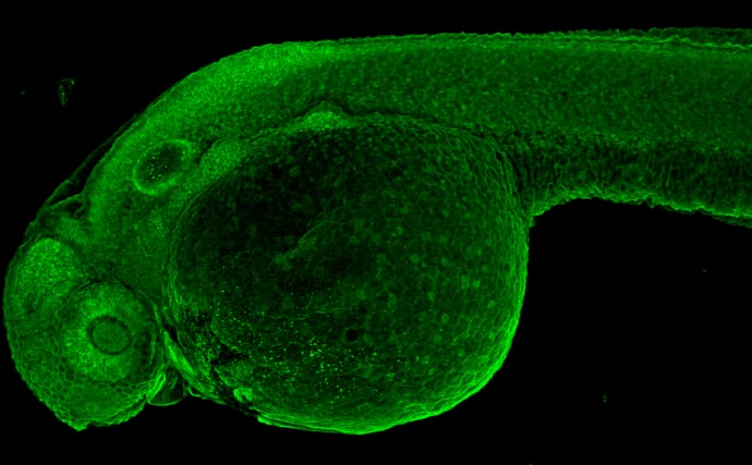 Immunohistochemistry: Cytokeratin 8 Antibody [NBP2-16094] - Cytokeratin 8 antibody detects Cytokeratin 8 protein on whole mount zebrafish by immunohistochemical analysis.Sample: Paraformaldehyde-fixed 2 days-post-fertilization zebrafish embryo.Green: Cytokeratin 8 stained by Cytokeratin 8 antibody (NBP2-16094) diluted at 1:100.