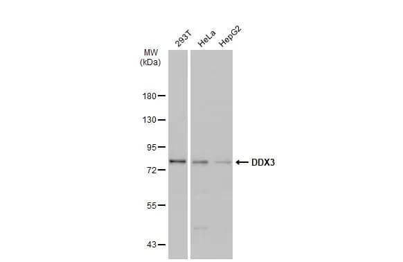 Various whole cell extracts (30 ug) were separated by 7.5% SDS-PAGE, and the membrane was blotted with DDX3 antibody [N3C2], Internal (NBP2-16133) diluted at 1:2000. The HRP-conjugated anti-rabbit IgG antibody  was used to detect the primary antibody, and the signal was developed with Trident ECL plus-Enhanced. 