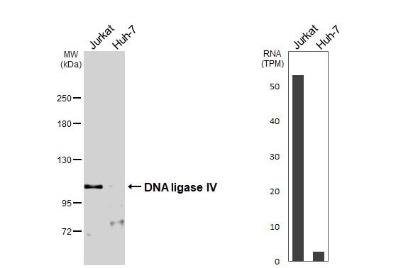 Western Blot DNA Ligase IV Antibody - BSA Free