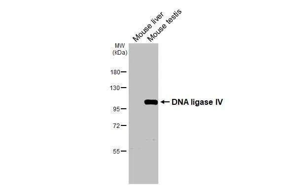 Western Blot DNA Ligase IV Antibody - BSA Free