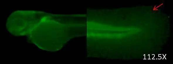 Immunohistochemical analysis (whole mount) of zebrafish embryo, using DNAJB6 antibody [N3C3] (NBP2-16193) at 1:200 dilution. 