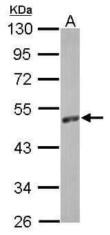 Western Blot: PA2G4/EBP1 Antibody [NBP2-16257] - Sample (30 ug of whole cell lysate)  A: zebrafish eye  10% SDS PAGE  NBP2-16257 diluted at 1:1000 