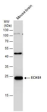 Western Blot ECHS1 Antibody - BSA Free