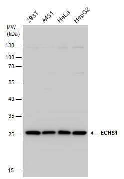 Western Blot ECHS1 Antibody - BSA Free