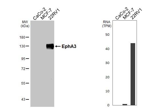 Western Blot EphA3 Antibody - BSA Free