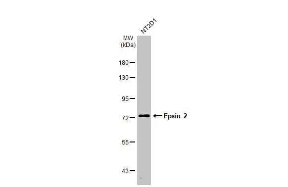 <b>Biological Strategies Validation. </b>Western Blot: Epsin-2 Antibody [NBP2-16359] - Whole cell extract (30 ug) was separated by 7.5% SDS-PAGE, and the membrane was blotted with Epsin-2 antibody [N1C1] (NBP2-16359) diluted at 1:1000. The HRP-conjugated anti-rabbit IgG antibody  was used to detect the primary antibody.