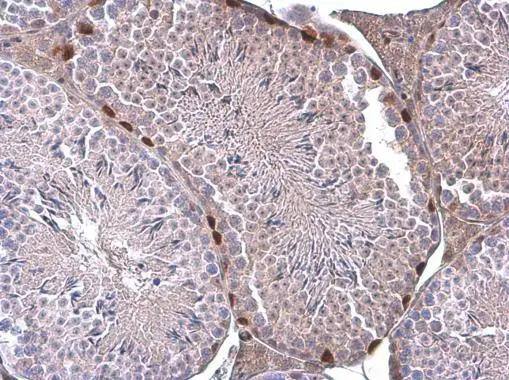 ERF antibody detects ERF protein at nucleus by immunohistochemical analysis.Sample: Paraffin-embedded mouse testis.ERF stained by ERF antibody (NBP2-16366) diluted at 1:500. br>Antigen Retrieval: Citrate buffer, pH 6.0, 15 min 