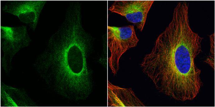 ERp57 antibody detects ERp57 protein at endoplasmic reticulum by immunofluorescent analysis.Sample: HeLa cells were fixed in 4% paraformaldehyde at RT for 15 min.Green: ERp57 protein stained by ERp57 antibody (NBP2-16369) diluted at 1:1000.Red: alpha Tubulin, a cytoskeleton marker, stained by alpha Tubulin antibody [GT114]  diluted at 1:1000.Blue: Hoechst 33342 staining. 