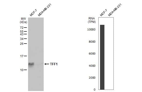 <b>Orthogonal Strategies Validation. </b>Western Blot: TFF1/pS2 Antibody [NBP2-16376] - Various whole cell extracts (30 ug) were separated by 15% SDS-PAGE, and the membrane was blotted with TFF1 antibody  diluted at 1:500. The HRP-conjugated anti-rabbit IgG antibody  was used to detect the primary antibody. Corresponding RNA expression data for the same cell lines are based on Human Protein Atlas program.