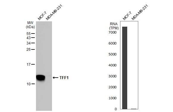 Western Blot TFF1/pS2 Antibody - BSA Free