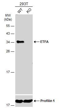 Western Blot ETFA Antibody - BSA Free
