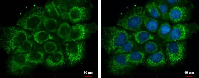 ETHE1 antibody detects ETHE1 protein at mitochondria by immunofluorescent analysis.Sample: A431 cells were fixed in 2% paraformaldehyde/culture medium at 37C for 30 min.Green: ETHE1 protein stained by ETHE1 antibody (NBP2-16384) diluted at 1:500.Blue: Hoechst 33342 staining. 