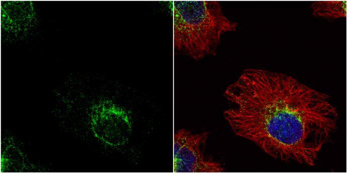 ETHE1 antibody detects ETHE1 protein at mitochondria by immunofluorescent analysis.Sample: HeLa cells were fixed in 4% paraformaldehyde at RT for 15 min.Green: ETHE1 protein stained by ETHE1 antibody (NBP2-16385) diluted at 1:200.Red: alpha Tubulin, a cytoskeleton marker, stained by alpha Tubulin antibody [GT114]  diluted at 1:500.Blue: Hoechst 33342 staining. 