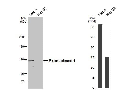 Western Blot Exonuclease 1 Antibody - BSA Free