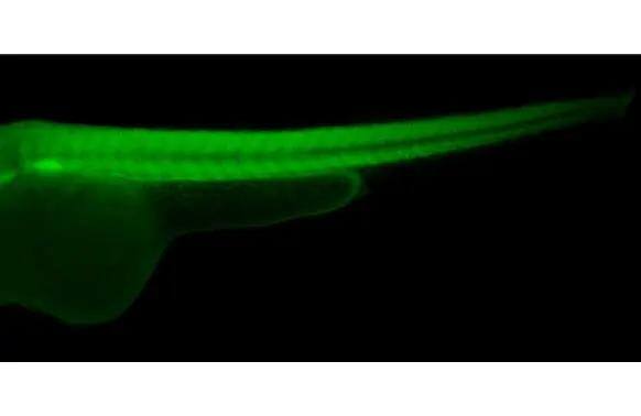 Ezrin antibody [N2C2], Internal detects Ezrin protein on whole mount zebrafish by immunohistochemical analysis.Sample: Paraformaldehyde-fixed 2 days-post-fertilization zebrafish embryo.Green: Ezrin stained by Ezrin antibody [N2C2], Internal (NBP2-16396) diluted at 1:100.Antigen Retrieval: Tris-HCl buffer, pH 9.0, 20 min at 70ºC 