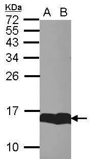 Sample (30 ug of whole cell lysate)  A: whole zebrafish  B: Zebrafish brain  15% SDS PAGE  NBP2-16399 diluted at 1:1000  