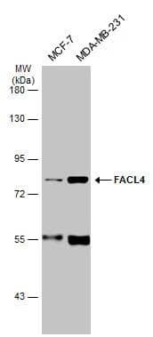 Western Blot FACL4 Antibody - BSA Free