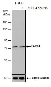 Western Blot FACL4 Antibody - BSA Free