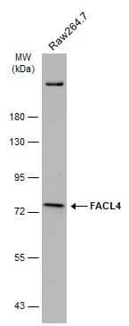 Western Blot FACL4 Antibody - BSA Free