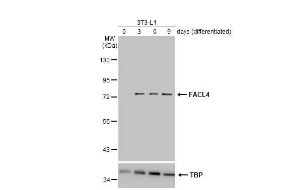 Western Blot FACL4 Antibody - BSA Free