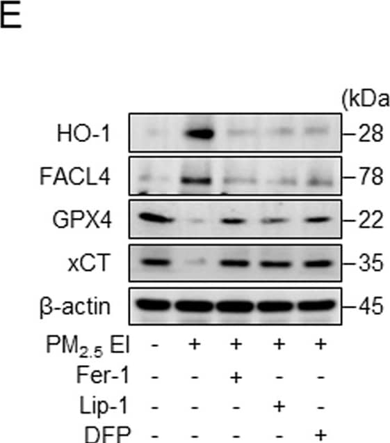 Extraction ion-containing PMs (PM2.5 EI) cause ferroptosis in macrophages.A Western blot analysis after incubation of RAW264.7 cells with three types of PM (100 μg/ml) for 18 h. B Malondialdehyde (MDA) formation in RAW264.7 cells after incubation with 100 μg/ml PMs for 12 h, investigated using a lipid peroxidation assay kit. C Intracellular ferrous iron levels are detected in J774A.1 cells incubated with 50 μg/ml of PMs for 12 h. D WST-8 assay demonstrating the cell viability analysis in RAW264.7 line after pretreatment with ferrostatin-1 (Fer-1; 2 μM), liproxstatin-1 (Lip-1; 2 μM), or deferiprone (DFP; 100 μM) for 2 h followed by the stimulation with 100 μg/ml of PM2.5 EI for 24 h. E Western blot analysis using RAW264.7 cells after preincubation with Fer-1 (2 μM), Lip-1 (2 μM), or DFP (100 μM) for 2 h followed by stimulation with 100 μg/ml of PM2.5 EI for 24 h. F Detection of lipid peroxidation in terms of MDA in J774A.1 cells after preincubation with Fer-1 (2 μM), Lip-1 (2 μM), or DFP (100 μM) for 2 h followed by treatment using 50 μg/ml of PM2.5 EI for 12 h. All data are presented as the means +/- standard deviations from at least three independent experiments. *P < 0.05, **P < 0.01 and #P < 0.001. All experiments were conducted at least three times. Image collected and cropped by CiteAb from the following open publication (//www.nature.com/articles/s41420-024-01874-y), licensed under a CC-BY license. Not internally tested by Novus Biologicals.