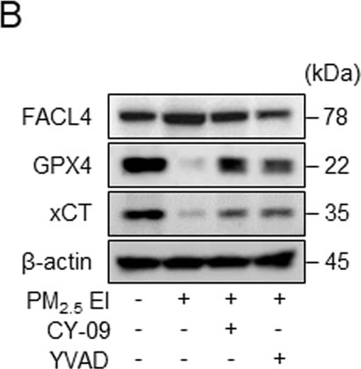 PM2.5 EI induces a correlation between the activation of inflammasomes and the induction of ferroptosis.A and B Western blot analysis in J774A.1 cells after preincubation with CY-09 (10 μM) or YVAD (20 μM) for 2 h and subsequent stimulation with 50 μg/ml of PM2.5 EI for 24 h. C MDA levels in J774A.1 cells after pretreatment with CY-09 (10 μM) or YVAD (20 μM) for 2 h followed by stimulation with 50 μg/ml of PM2.5 EI for 12 h tested using a lipid peroxidation assay kit. D Western blot analysis using J774A.1 cells preincubated with Fer-1 (2 μM), Lip-1 (2 μM), or DFP (100 μM) for 2 h and treated using 50 μg/ml of PM2.5 EI for 24 h. E, F ELISA assay revealed the IL-1 beta  and IL-18 levels in the medium of J774A.1 cell culture after pretreatment with CY-09 (10 μM) or YVAD (20 μM) for 2 h and subsequent stimulation with 50 μg/ml of PM2.5 EI for 12 h. All data are presented as the means +/- standard deviations from at least three independent experiments. *P < 0.05, **P < 0.01 and #P < 0.001. All experiments were conducted at least three times. Image collected and cropped by CiteAb from the following open publication (//www.nature.com/articles/s41420-024-01874-y), licensed under a CC-BY license. Not internally tested by Novus Biologicals.