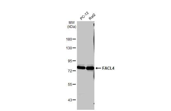 Western Blot FACL4 Antibody