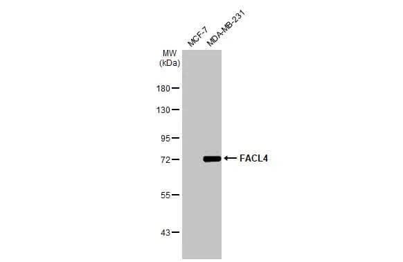 Western Blot FACL4 Antibody
