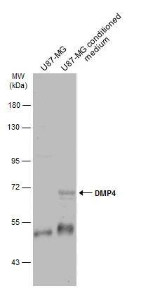 U87-MG whole cell extract and conditioned medium (30 ug) were separated by 7.5% SDS-PAGE, and the membrane was blotted with DMP4 antibody (NBP2-16415) diluted at 1:500. The HRP-conjugated anti-rabbit IgG antibody  was used to detect the primary antibody. 