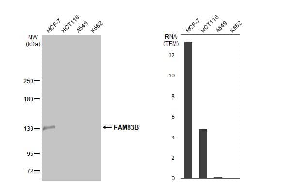 Various whole cell extracts (30 ug) were separated by 5% SDS-PAGE, and the membrane was blotted with FAM83B antibody [N1N2], N-term (NBP2-16423) diluted at 1:500. The HRP-conjugated anti-rabbit IgG antibody  was used to detect the primary antibody. Corresponding RNA expression data for the same cell lines are based on Human Protein Atlas program. 