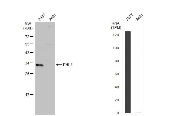 Various whole cell extracts (30 ug) were separated by 12% SDS-PAGE, and the membrane was blotted with FHL1 antibody (NBP2-16490) diluted at 1:500. The HRP-conjugated anti-rabbit IgG antibody  was used to detect the primary antibody. Corresponding RNA expression data for the same cell lines are based on Human Protein Atlas program. 