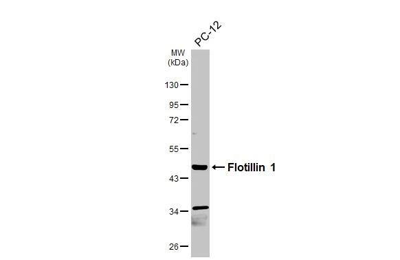 Whole cell extract (30 ug) was separated by 10% SDS-PAGE, and the membrane was blotted with Flotillin 1 antibody [C3], C-term (NBP2-16508) diluted at 1:1000. The HRP-conjugated anti-rabbit IgG antibody  was used to detect the primary antibody. 