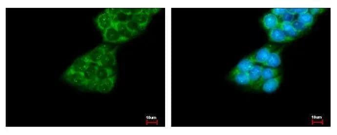Immunocytochemistry/ Immunofluorescence FMO1 Antibody - BSA Free