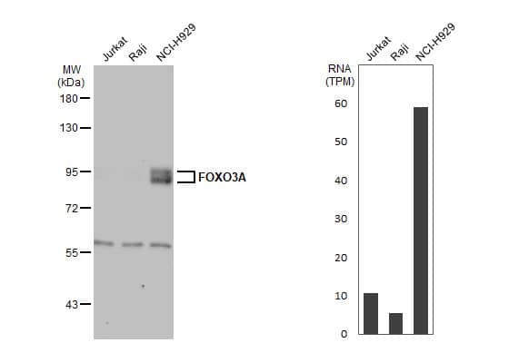 Western Blot: FOXO3 Antibody [NBP2-16521] - Various whole cell extracts (30 ug) were separated by 7.5% SDS-PAGE, and the membrane was blotted with FOXO3A antibody [C3], C-term  diluted at 1:1000. The HRP-conjugated anti-rabbit IgG antibody  was used to detect the primary antibody. Corresponding RNA expression data for the same cell lines are based on Human Protein Atlas program.