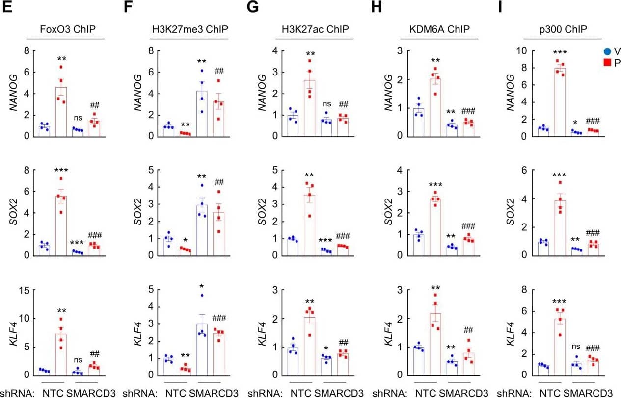 Immunoprecipitation: FOXO3 Antibody [NBP2-16521] -  SMARCD3 knockdown blocks paclitaxel-induced FOXO3 binding on pluripotency factor genes & inhibits BCSC enrichment. A, MDA-MB-231 cells were transfected with vector encoding NTC or either of two shRNAs targeting SMARCD3 (#1 & #2), & immunoblot assay was performed. B-D, MDA-MB-231 NTC or SMARCD3 knockdown subclones were treated with vehicle (V) or 10 nM paclitaxel (P) for 72 h, & ALDH (B; mean ± SEM; n = 3), mammosphere (C; mean ± SEM; n = 4), & qPCR (D; mean ± SEM; n = 3) assays were performed; *p < 0.05, **p < 0.01, ***p < 0.001 vs. NTC-V; #p < 0.05, ##p < 0.01, ###p < 0.001 vs. NTC-P; ns, not significant. E-I, MDA-MB-231 NTC or SMARCD3 knockdown subclones were treated with V or 10 nM P for 72 h. ChIP was performed using antibodies against FOXO3 (E), H3K27me3 (F), H3K27ac (G), KDM6A (H), or p300 (I), followed by qPCR with primers flanking FOXO3 binding sites in the NANOG, SOX2 & KLF4 gene (mean ± SEM; n = 4); *p < 0.05, **p < 0.01, ***p < 0.001 vs. NTC-V; ##p < 0.01, ###p < 0.001 vs. NTC-P; ns, not significant. Image collected & cropped by CiteAb from the following publication (//pubmed.ncbi.nlm.nih.gov/35401817), licensed under a CC-BY license. Not internally tested by Novus Biologicals.