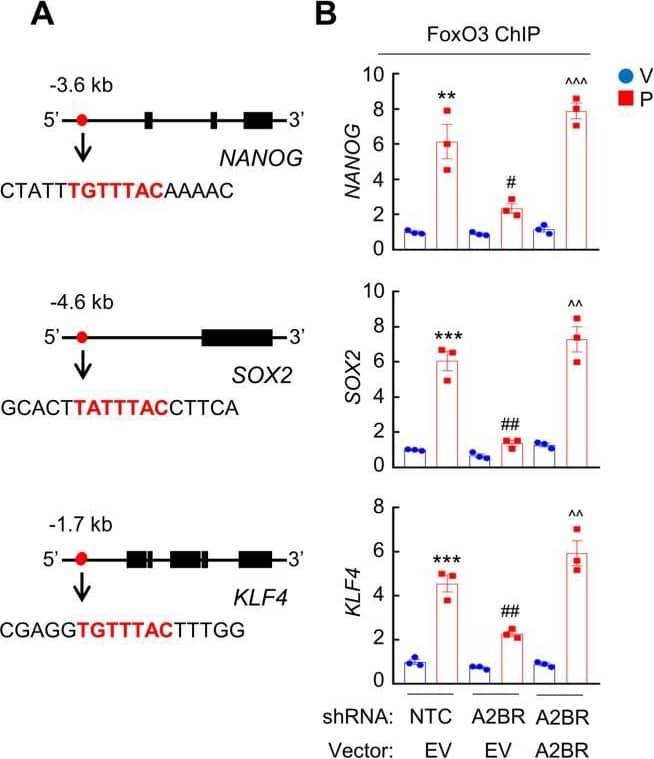 Immunoprecipitation: FOXO3 Antibody [NBP2-16521] -  Chemotherapy-induced A2BR expression promotes FOXO3 binding on pluripotency factor genes through decreased H3K27me3 & increased H3K27ac chromatin marks. A & B, MDA-MB-231 NTC or A2BR knockdown subclones were transfected with pLX304 (empty vector, EV) or pLX304 encoding A2BR. Cells were treated with vehicle (V) or 10 nM paclitaxel (P) for 72 h & chromatin immunoprecipitation (ChIP) was performed with antibody against FOXO3. Primers flanking the FOXO3 binding site in the NANOG, SOX2 & KLF4 gene (A) were used for qPCR (B; mean ± SEM; n = 3); **p < 0.01, ***p < 0.001 vs. NTC/EV-V; #p < 0.05, ##p < 0.01 vs. NTC/EV-P; ^^p < 0.01, ^^^p < 0.0001 vs. A2BR shRNA/EV-P; ns, not significant. C & E, MDA-MB-231 NTC or A2BR knockdown subclones were treated with V or P for 72 h & immunoblot assays were performed. D, MDA-MB-231 NTC or A2BR knockdown subclones were treated with V or P for 72 h. Cytosolic & nuclear lysates were prepared, & immunoblot assays were performed. F-H, MDA-MB-231 NTC or A2BR knockdown subclones were treated with V or 10 nM P for 72 h. ChIP was performed using antibodies against H3K27me3 (F), H3K27ac (G), or Histone H3 (H) followed by qPCR with primers flanking FOXO3 binding sites in the NANOG, SOX2 & KLF4 gene (mean ± SEM; n = 3); *p < 0.05, **p < 0.01, ***p < 0.001 vs. NTC-V; #p < 0.05, ##p < 0.01, ###p < 0.001 vs. NTC-P; ns, not significant. Image collected & cropped by CiteAb from the following publication (//pubmed.ncbi.nlm.nih.gov/35401817), licensed under a CC-BY license. Not internally tested by Novus Biologicals.