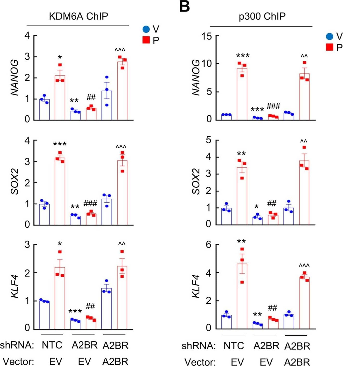 Immunoprecipitation: FOXO3 Antibody [NBP2-16521] -  A2BR decreases H3K27me3 & increases H3K27ac marks through recruitment of KDM6A & p300 at FOXO3 binding sites of pluripotency factor genes. A & B, MDA-MB-231 NTC or A2BR knockdown subclones were transfected with pLX304 (empty vector, EV) or pLX304 encoding A2BR. Cells were treated with vehicle (V) or 10 nM paclitaxel (P) for 72 h. ChIP was performed using antibodies against KDM6A (A) or p300 (B) followed by qPCR with primers flanking FOXO3 binding sites in the NANOG, SOX2 & KLF4 gene (mean ± SEM; n = 3); *p < 0.05, **p < 0.01, ***p < 0.001 vs. NTC-V; ##p < 0.01, ###p < 0.001 vs. NTC-P; ^^p < 0.01, ^^^p < 0.0001 vs. A2BR shRNA/EV-P; ns, not significant. C, MDA-MB-231 NTC or A2BR knockdown subclones were treated with V or P for 72 h & immunoblot assays were performed. D, MDA-MB-231 NTC or A2BR knockdown subclones were treated with V or P for 72 h & nuclear lysates were prepared. Immunoprecipitation (IP) was performed using FOXO3 antibody or control IgG followed by immunoblot assays. NL, nuclear protein lysate. Image collected & cropped by CiteAb from the following publication (//pubmed.ncbi.nlm.nih.gov/35401817), licensed under a CC-BY license. Not internally tested by Novus Biologicals.