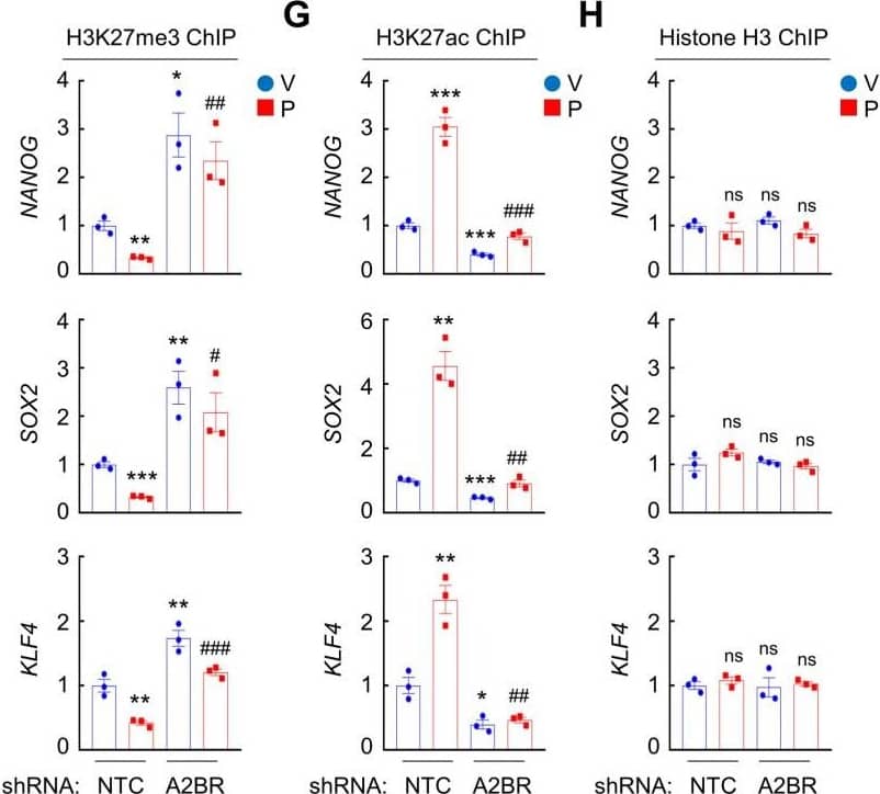 Immunoprecipitation: FOXO3 Antibody [NBP2-16521] -  Chemotherapy-induced A2BR expression promotes FOXO3 binding on pluripotency factor genes through decreased H3K27me3 & increased H3K27ac chromatin marks. A & B, MDA-MB-231 NTC or A2BR knockdown subclones were transfected with pLX304 (empty vector, EV) or pLX304 encoding A2BR. Cells were treated with vehicle (V) or 10 nM paclitaxel (P) for 72 h & chromatin immunoprecipitation (ChIP) was performed with antibody against FOXO3. Primers flanking the FOXO3 binding site in the NANOG, SOX2 & KLF4 gene (A) were used for qPCR (B; mean ± SEM; n = 3); **p < 0.01, ***p < 0.001 vs. NTC/EV-V; #p < 0.05, ##p < 0.01 vs. NTC/EV-P; ^^p < 0.01, ^^^p < 0.0001 vs. A2BR shRNA/EV-P; ns, not significant. C & E, MDA-MB-231 NTC or A2BR knockdown subclones were treated with V or P for 72 h & immunoblot assays were performed. D, MDA-MB-231 NTC or A2BR knockdown subclones were treated with V or P for 72 h. Cytosolic & nuclear lysates were prepared, & immunoblot assays were performed. F-H, MDA-MB-231 NTC or A2BR knockdown subclones were treated with V or 10 nM P for 72 h. ChIP was performed using antibodies against H3K27me3 (F), H3K27ac (G), or Histone H3 (H) followed by qPCR with primers flanking FOXO3 binding sites in the NANOG, SOX2 & KLF4 gene (mean ± SEM; n = 3); *p < 0.05, **p < 0.01, ***p < 0.001 vs. NTC-V; #p < 0.05, ##p < 0.01, ###p < 0.001 vs. NTC-P; ns, not significant. Image collected & cropped by CiteAb from the following publication (//pubmed.ncbi.nlm.nih.gov/35401817), licensed under a CC-BY license. Not internally tested by Novus Biologicals.