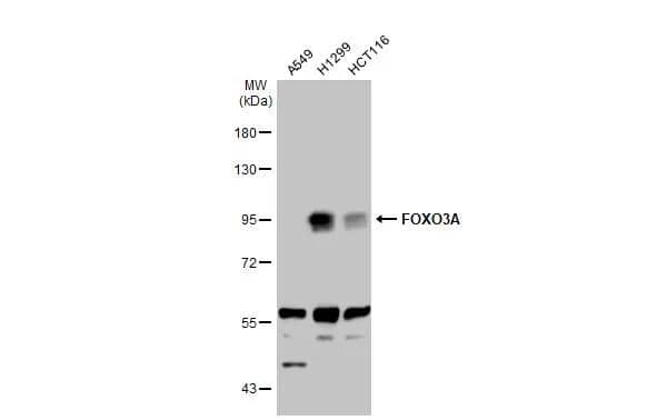 Various whole cell extracts (30 ug) were separated by 7.5% SDS-PAGE, and the membrane was blotted with FOXO3A antibody [C3], C-term (NBP2-16521) diluted at 1:1000. The HRP-conjugated anti-rabbit IgG antibody  was used to detect the primary antibody. 