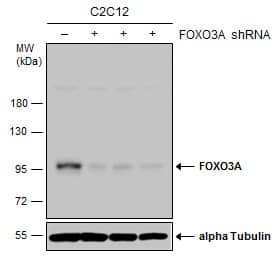 <b>Genetic Strategies Validation. </b>Non-transfected (-) and transfected (+) C2C12 whole cell extracts (30 ug) were separated by 7.5% SDS-PAGE, and the membrane was blotted with FOXO3A antibody [C3], C-term (NBP2-16521) diluted at 1:500. The HRP-conjugated anti-rabbit IgG antibody  was used to detect the primary antibody. 