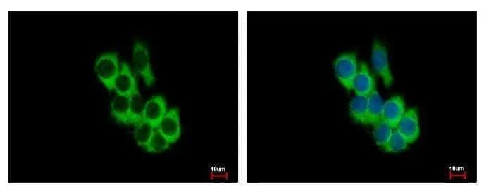 FRK antibody detects FRK protein at Cytoplasm by immunofluorescent analysis. Sample: HepG2 cells were fixed in -20C 100% MeOH for 5 min.Green: FRK protein stained by FRK antibody (NBP2-16534) diluted at 1:500.Blue: Hoechst 33343 staining. 