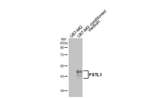 U87-MG whole cell extract and conditioned medium (50 ug) were separated by 10% SDS-PAGE, and the membrane was blotted with FSTL1 antibody [C2C3], C-term (NBP2-16539) diluted at 1:1000. The HRP-conjugated anti-rabbit IgG antibody  was used to detect the primary antibody. 